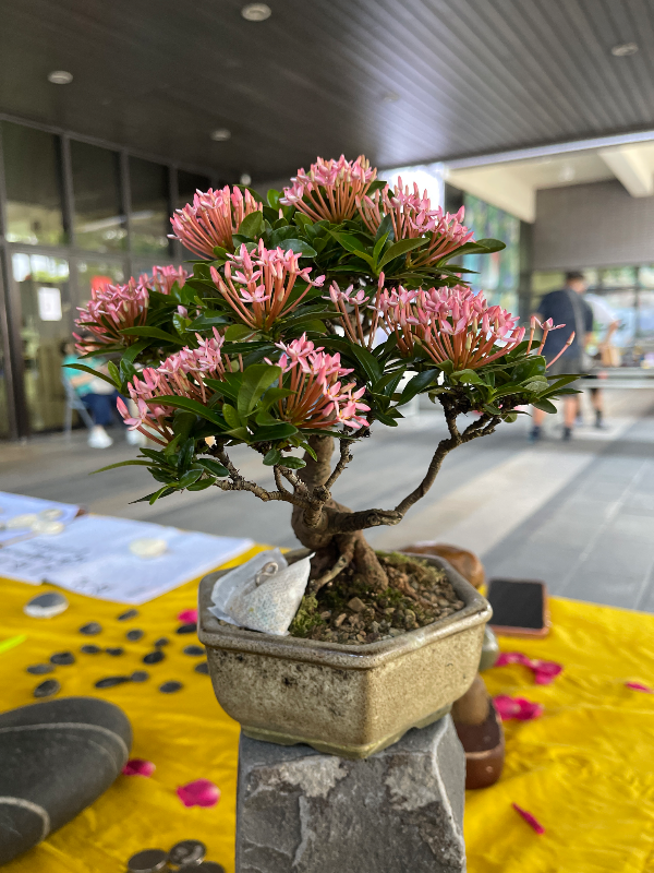 迷你盆景 - 粉紅仙丹花